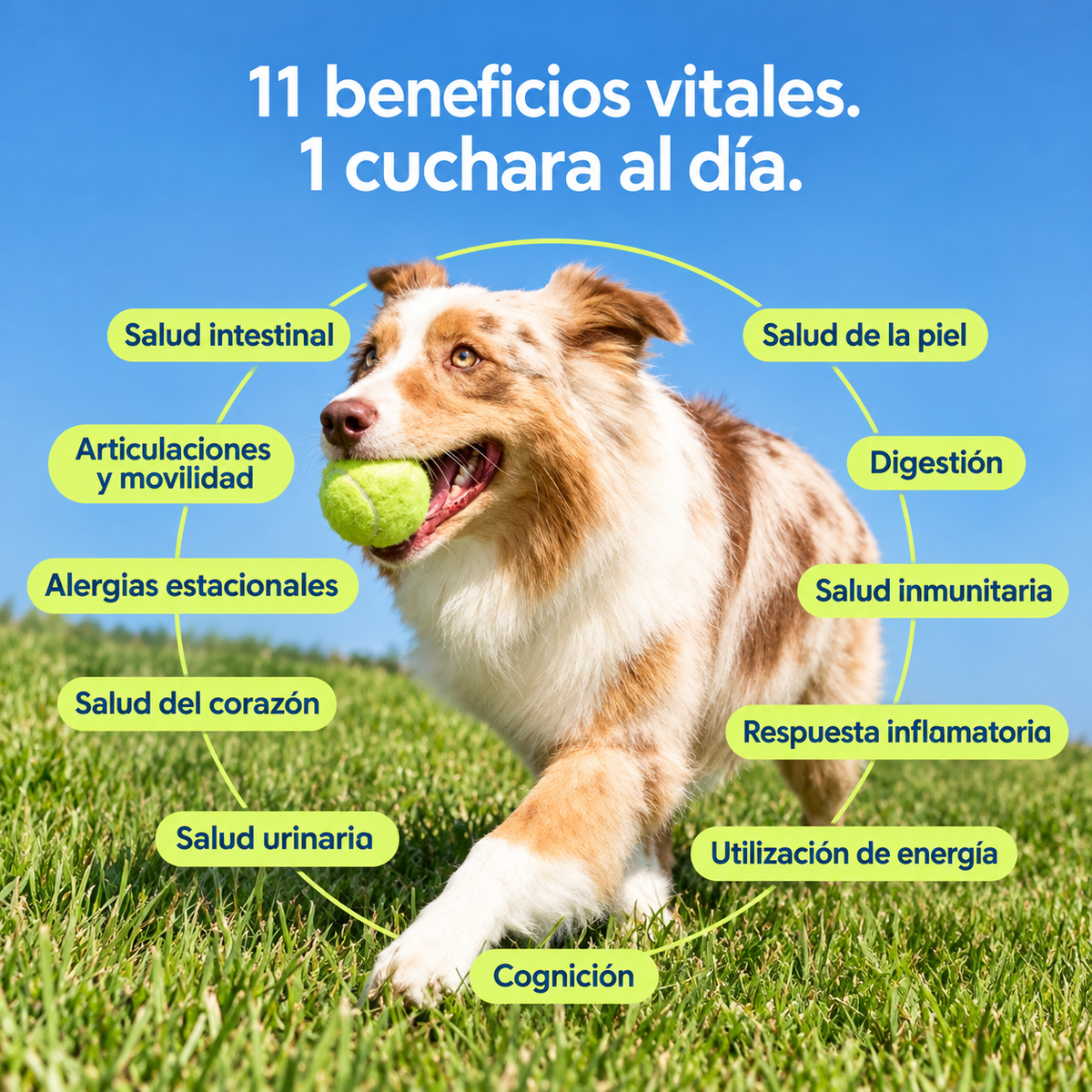 Multivitamínico en polvo 11 en 1 para perros