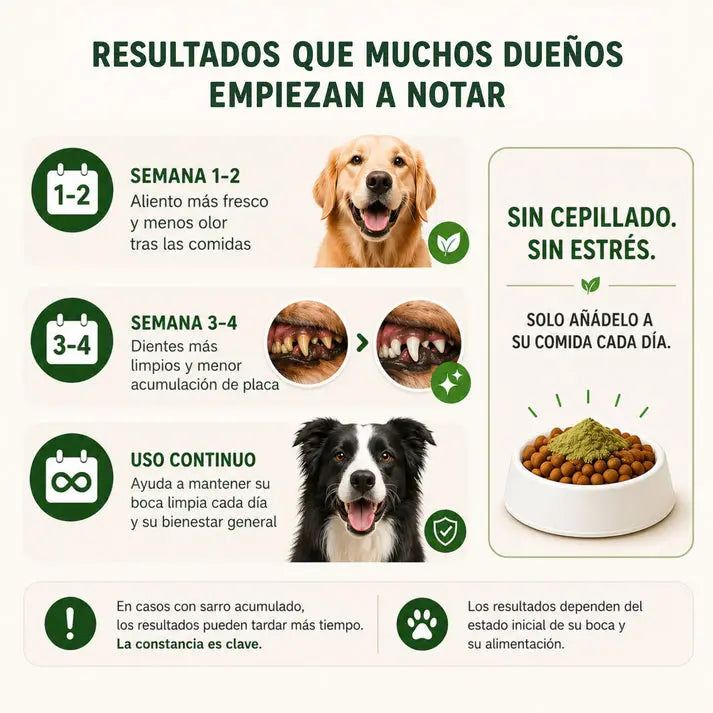 Polvo Dentales Natural 4 en 1 AstraEvo