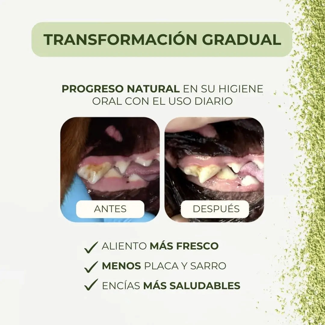 Polvo Dentales Natural 4 en 1 AstraEvo