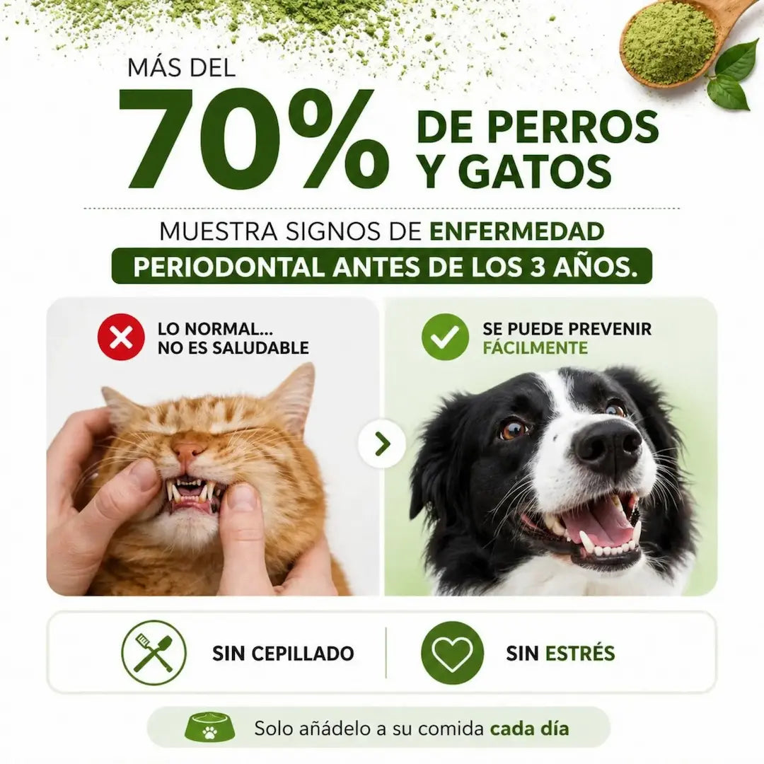Polvo Dentales Natural 4 en 1